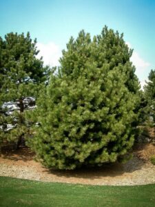 Сосна Чёрная (Pinus Nigra) купить по цене от 270.00р. в интернет-магазине «Посадика» с доставкой почтой в в Беломорске и по всей России – [изображение №1].