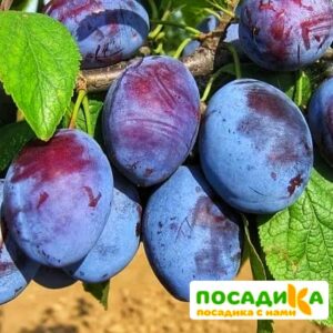 Слива Чачакская ранняя купить по цене от 229.00р. в интернет-магазине «Посадика» с доставкой почтой в в Беломорске и по всей России – [изображение №1].