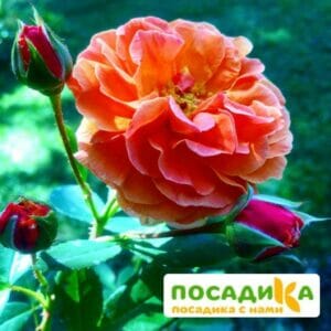 Роза Арабия купить по цене от 350.00р. в интернет-магазине «Посадика» с доставкой почтой в в Беломорске и по всей России – [изображение №1].