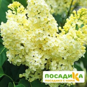 Сирень Примроуз (Primrose) купить по цене от 529.00р. в интернет-магазине «Посадика» с доставкой почтой в в Беломорске и по всей России – [изображение №1].