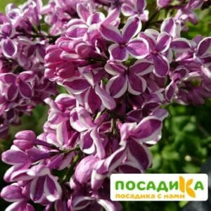 Сирень Сенсация купить по цене от 529.00р. в интернет-магазине «Посадика» с доставкой почтой в в Беломорске и по всей России – [изображение №1].