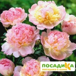 Пион Распберри Сандей (Paeonia Raspberry Sundae) купить по цене от 959р. в интернет-магазине «Посадика» с доставкой почтой в в Беломорске и по всей России – [изображение №1].