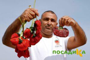 Клубника Гигант Джорнея купить по цене от 266р. в интернет-магазине «Посадика» с доставкой почтой в в Беломорске и по всей России – [изображение №1].