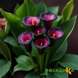 Калла Аура Лейс купить по цене от 400р. в интернет-магазине «Посадика» с доставкой почтой в в Беломорске и по всей России – [изображение №1].