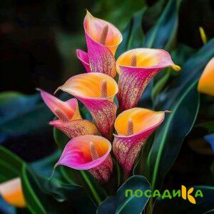 Калла Оникс купить по цене от 450р. в интернет-магазине «Посадика» с доставкой почтой в в Беломорске и по всей России – [изображение №1].