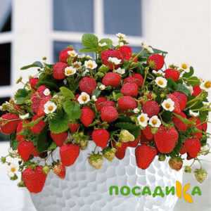 Клубника Рубиновый Шепот (горшечная) купить по цене от 240р. в интернет-магазине «Посадика» с доставкой почтой в в Беломорске и по всей России – [изображение №1].
