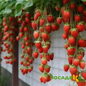 Клубника вьющаяся Комплимент купить по цене от 470р. в интернет-магазине «Посадика» с доставкой почтой в в Беломорске и по всей России – [изображение №1].