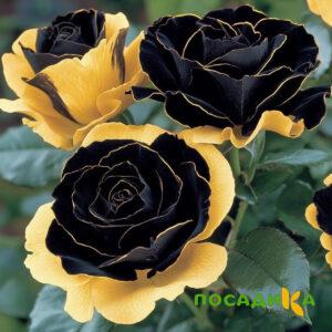 Роза Ханни Сикл купить по цене от 700р. в интернет-магазине «Посадика» с доставкой почтой в в Беломорске и по всей России – [изображение №1].