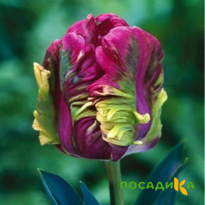 Тюльпан Экзотик Хэвен купить по цене от 186р. в интернет-магазине «Посадика» с доставкой почтой в в Беломорске и по всей России – [изображение №1].