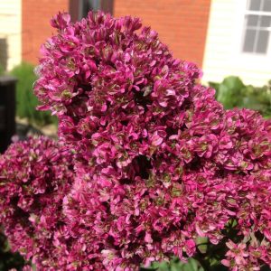 Флокс Филингс купить по цене от 329р. в интернет-магазине «Посадика» с доставкой почтой в в Беломорске и по всей России – [изображение №1].