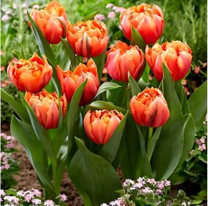 Тюльпан Гудошник Дабл купить по цене от 185р. в интернет-магазине «Посадика» с доставкой почтой в в Беломорске и по всей России – [изображение №1].