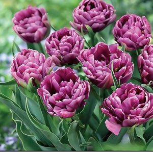 Тюльпан Айс Крим купить по цене от 430р. в интернет-магазине «Посадика» с доставкой почтой в в Беломорске и по всей России – [изображение №1].