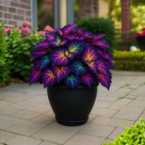 Хоста Фрости Блю купить по цене от 389р. в интернет-магазине «Посадика» с доставкой почтой в в Беломорске и по всей России – [изображение №1].