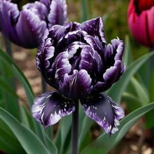 Тюльпан Индиго купить по цене от 600р. в интернет-магазине «Посадика» с доставкой почтой в в Беломорске и по всей России – [изображение №1].