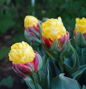 Тюльпан Айс Крим Банана купить по цене от 360р. в интернет-магазине «Посадика» с доставкой почтой в в Беломорске и по всей России – [изображение №1].