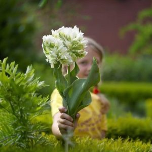 Тюльпан Супер Пэррот купить по цене от 360р. в интернет-магазине «Посадика» с доставкой почтой в в Беломорске и по всей России – [изображение №1].