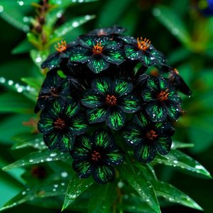 Флокс Ривьера купить по цене от 299р. в интернет-магазине «Посадика» с доставкой почтой в в Беломорске и по всей России – [изображение №1].