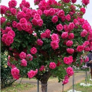 Роза Версаля купить по цене от 232р. в интернет-магазине «Посадика» с доставкой почтой в в Беломорске и по всей России – [изображение №1].