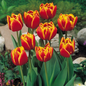 Тюльпан Блэк Фаер купить по цене от 275р. в интернет-магазине «Посадика» с доставкой почтой в в Беломорске и по всей России – [изображение №1].