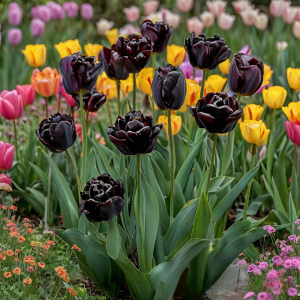 Тюльпан махровый Рейдинс Дарк купить по цене от 230р. в интернет-магазине «Посадика» с доставкой почтой в в Беломорске и по всей России – [изображение №1].