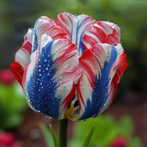 Тюльпан Ремс Сенсейшн купить по цене от 219р. в интернет-магазине «Посадика» с доставкой почтой в в Беломорске и по всей России – [изображение №1].