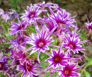 Флокс Звездное Кружево купить по цене от 361р. в интернет-магазине «Посадика» с доставкой почтой в в Беломорске и по всей России – [изображение №1].