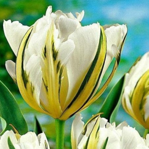 Тюльпан Экзотик Пуруссима купить по цене от 305р. в интернет-магазине «Посадика» с доставкой почтой в в Беломорске и по всей России – [изображение №1].