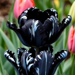 Тюльпан Шелк Нуар купить по цене от 219р. в интернет-магазине «Посадика» с доставкой почтой в в Беломорске и по всей России – [изображение №1].