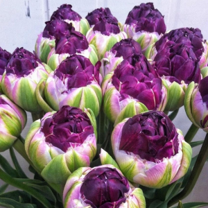 Тюльпан Анаконда купить по цене от 450р. в интернет-магазине «Посадика» с доставкой почтой в в Беломорске и по всей России – [изображение №1].