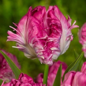 Тюльпан махровый Кул Кристал купить по цене от 400р. в интернет-магазине «Посадика» с доставкой почтой в в Беломорске и по всей России – [изображение №1].