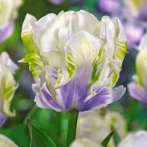 Тюльпан Уайт Лизарт купить по цене от 360р. в интернет-магазине «Посадика» с доставкой почтой в в Беломорске и по всей России – [изображение №1].