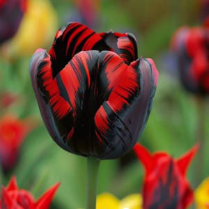 Тюльпан Блэк Перрот купить по цене от 351р. в интернет-магазине «Посадика» с доставкой почтой в в Беломорске и по всей России – [изображение №1].