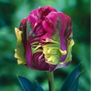 Тюльпан Экзотик Хэвен купить по цене от 186р. в интернет-магазине «Посадика» с доставкой почтой в в Беломорске и по всей России – [изображение №1].