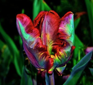 Тюльпан Эирпрайз купить по цене от 270р. в интернет-магазине «Посадика» с доставкой почтой в в Беломорске и по всей России – [изображение №1].