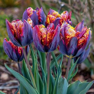 Тюльпан Опал Дрим купить по цене от 207р. в интернет-магазине «Посадика» с доставкой почтой в в Беломорске и по всей России – [изображение №1].